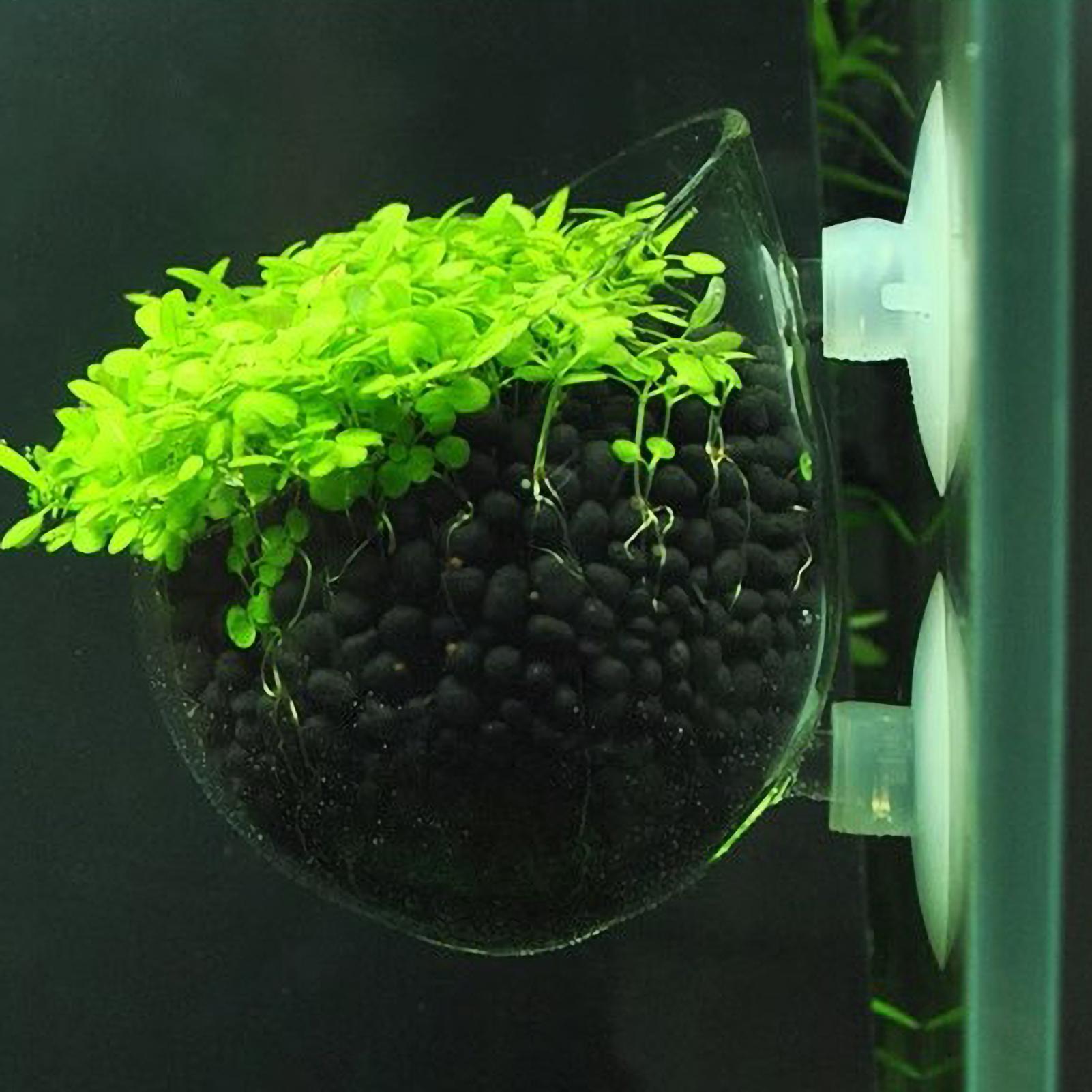 Live Plant Aquarium - Aquarium-Pflanzenhalter Glas-Wasserpflanzentopf mit Saugnäpfen Lebende Pflanzen