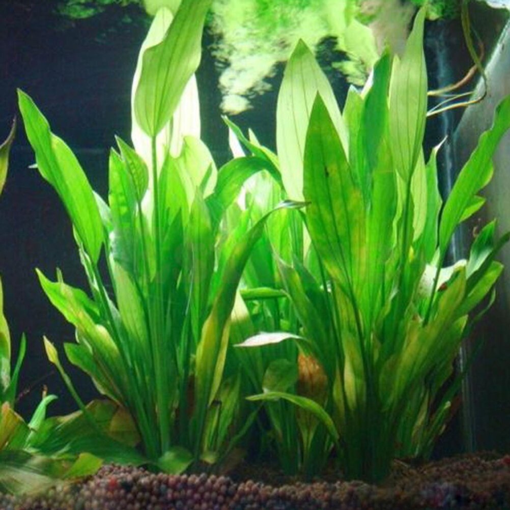 Live Plant Aquarium - 15cm künstliches Aquarium Dekor Pflanzen Wasser
