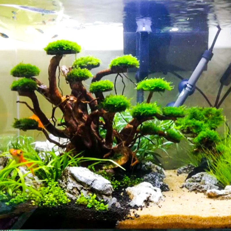 Aquarium Driftwood - Aquarium-Landschaftsgestaltung Moosbaum-Skelett Fertiges Treibholz Rhododendron-Wurzel-Ornament Aquascape-Dekoration