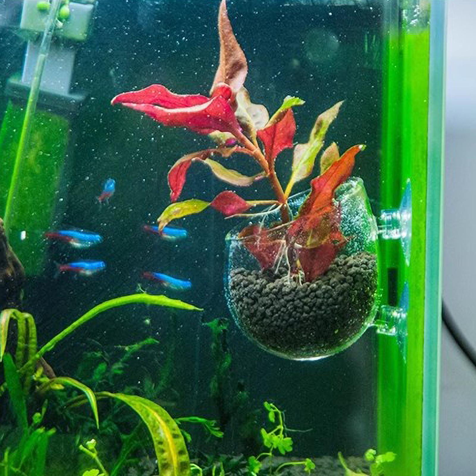Aquarium-Pflanzenhalter Glas-W – Live Plant Aquarium Bewertung und Preis