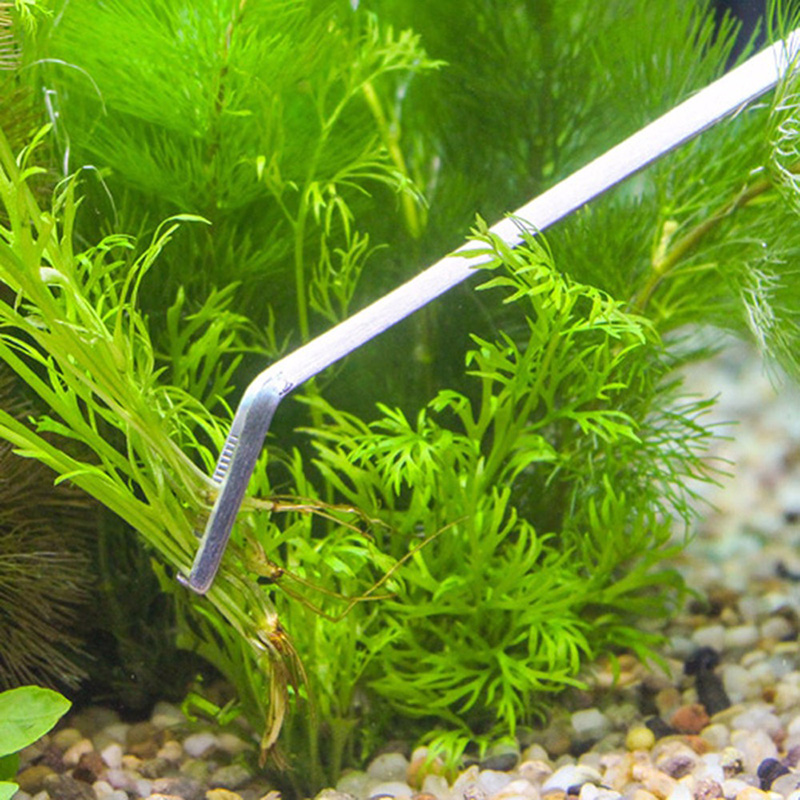Professionelles Aquarium-Wartu – Aquarium Plants Live Bewertung und Preis