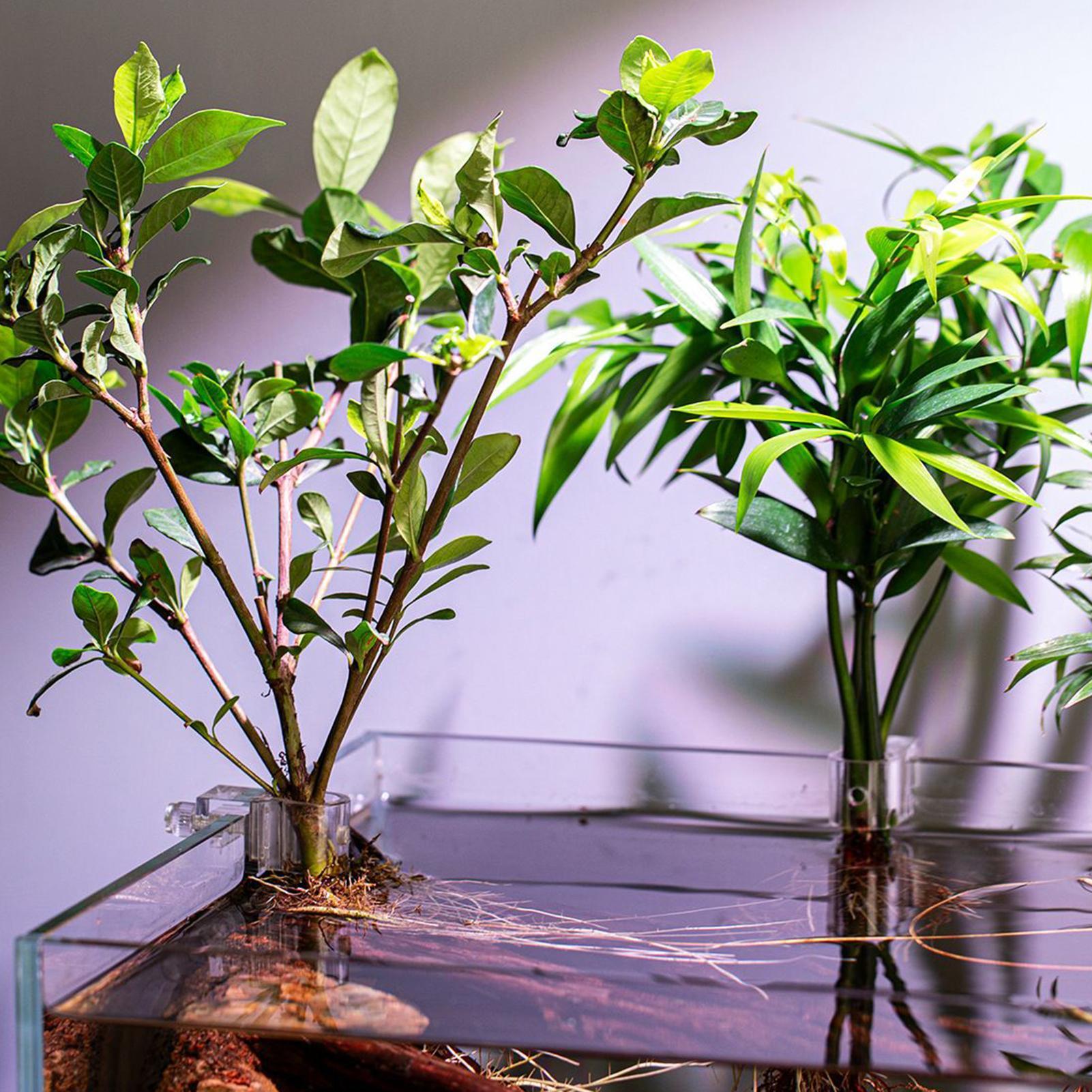 6 Stück Aquarium-Pflanzenhalte – Aquarium Plant Holder Bewertung und Preis