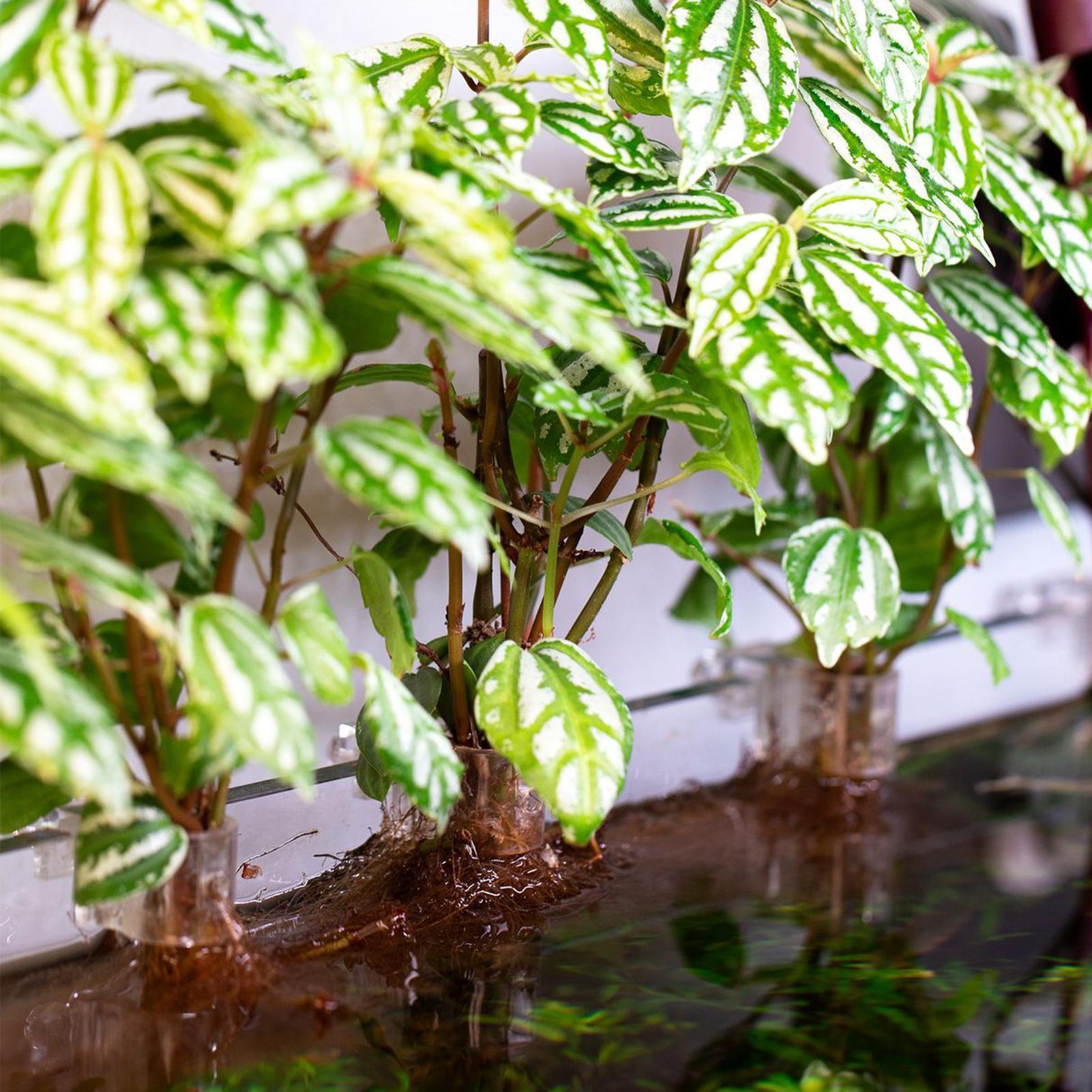 6 Stück Aquarium-Pflanzenhalte – Aquarium Plant Holder Bewertung und Preis