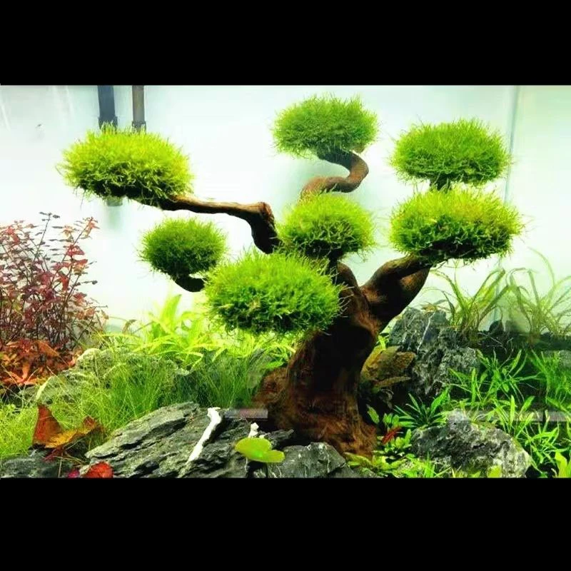 Aquarium Treibholz Landschafts – Aquarium Driftwood Bewertung und Preis