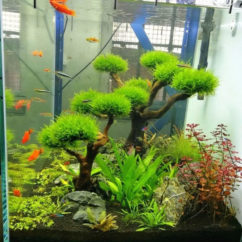 Aquarium Treibholz Landschafts – Aquarium Driftwood Bewertung und Preis