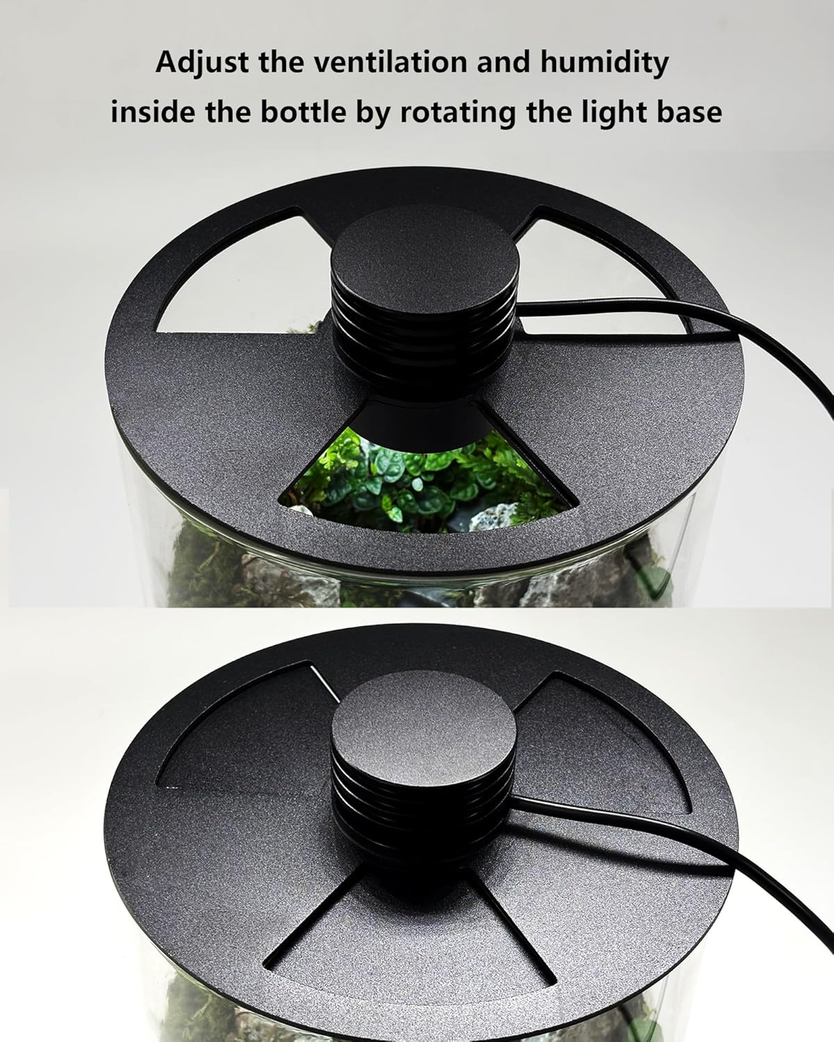 Glas-Terrarium für Innenräume  – Planted Tank Bewertung und Preis